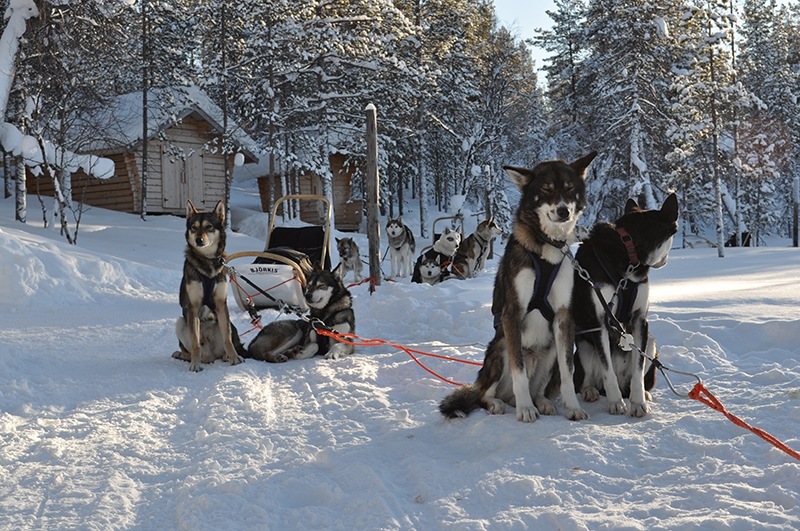 Hetta-Huskyt